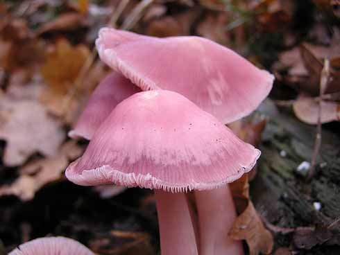 Pink Mushrooms