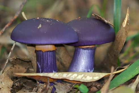 Purple Mushroom