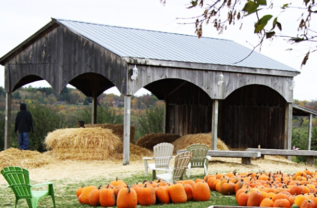 Farm and pumkins, Halloween.