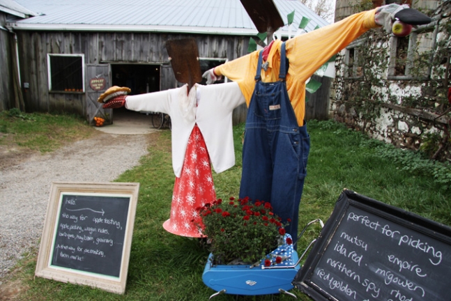 Apple orchard, Ontario.