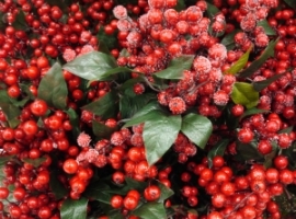 Red berries for centerpiece inspiration