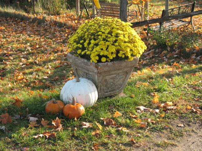 Yellow mum with pumpkins