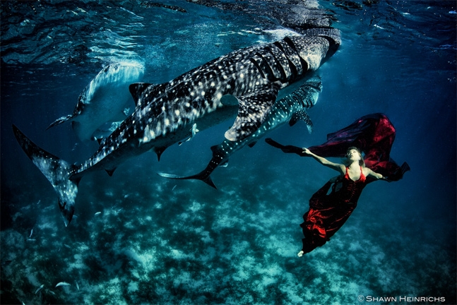 Shark fashion photography.