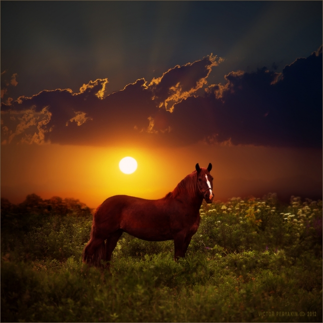 Horse & moon.