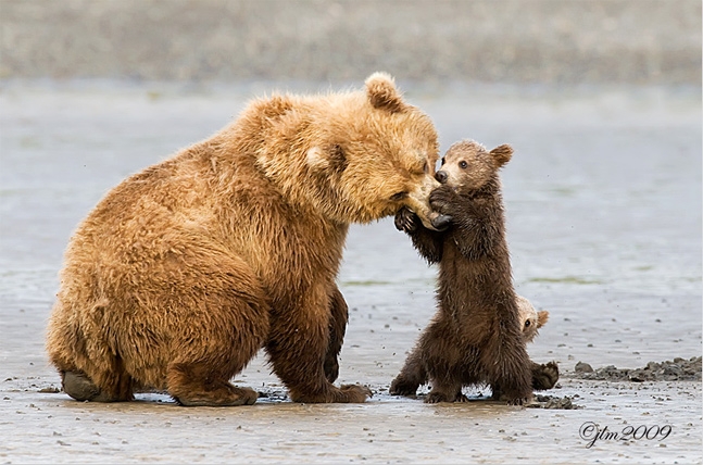 bears playing.