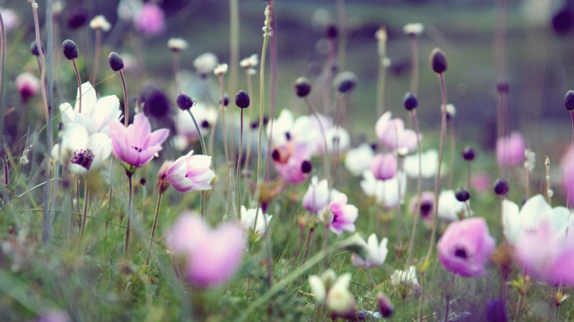 Flower field