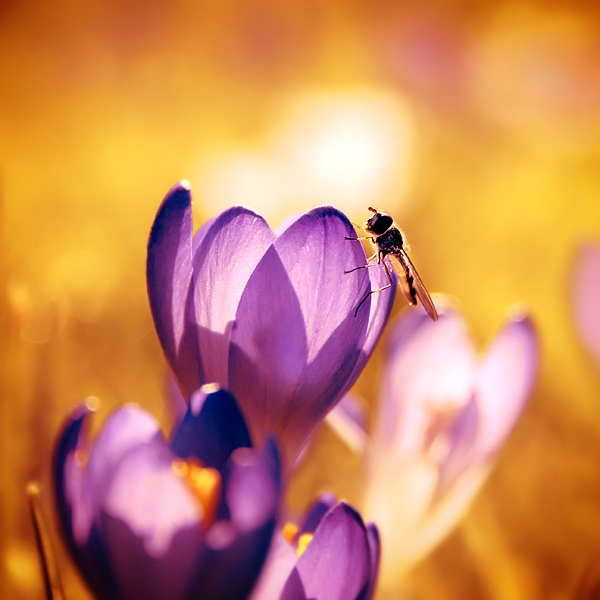 Flower and bee.