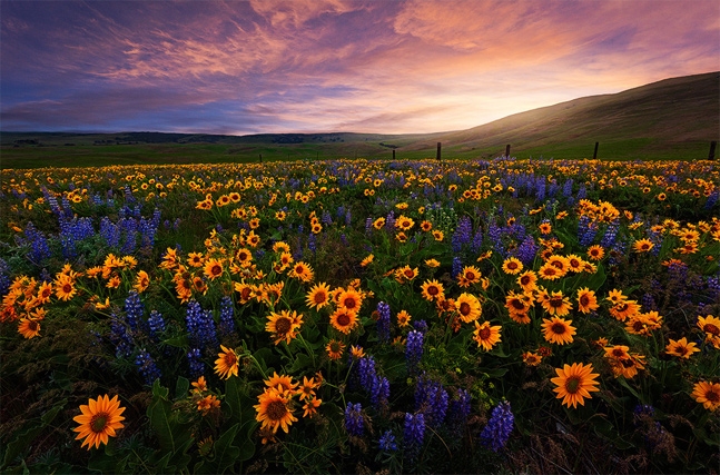 flower field.