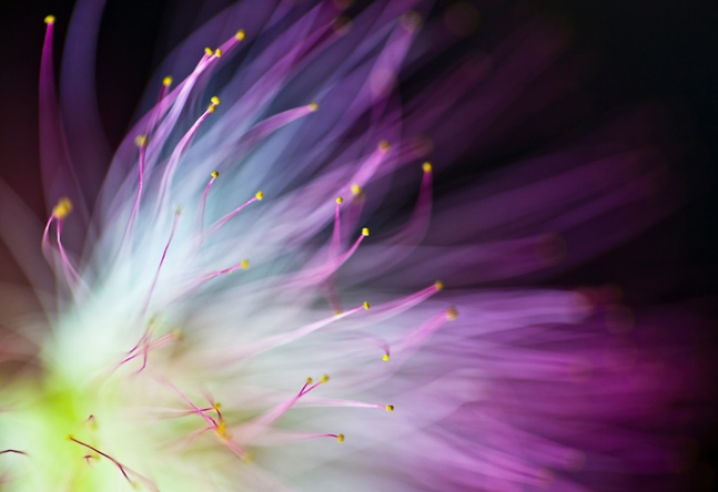 Flower close-up.