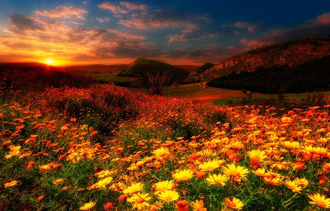 Flower field