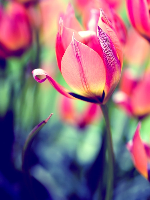 Beautiful tulips.