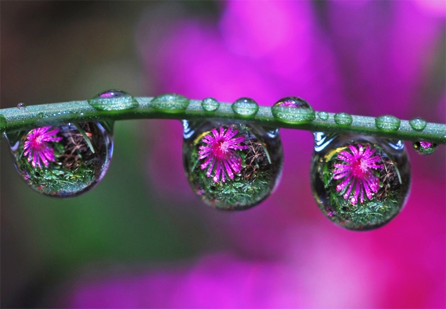 Flower and water drops.