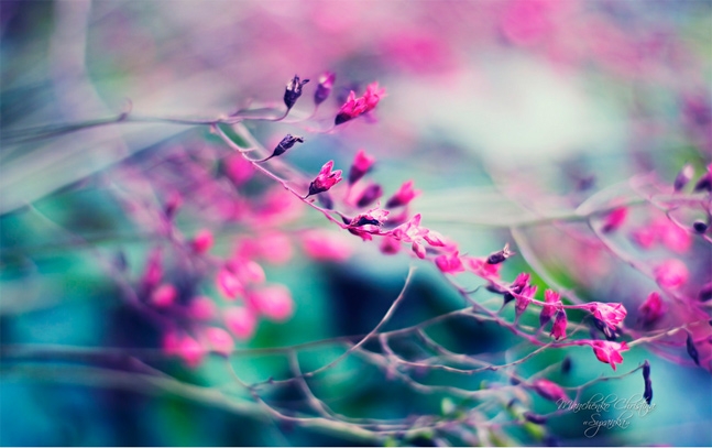 flowers by Christina Manchenko.