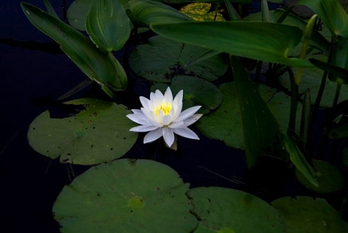 Water Lily, Lake, Algonquin Park, Photo Print.