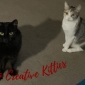 Upcycling Creative Kitties