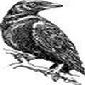 In The Ravens Eye Studio